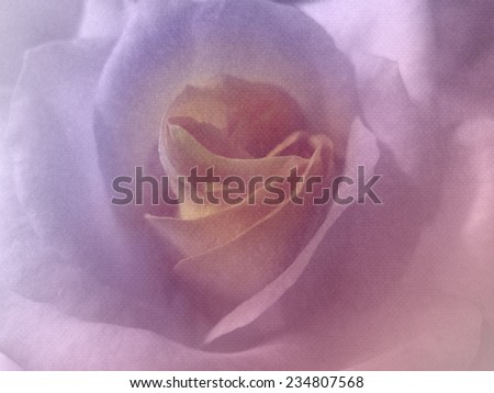 sweet color rose in soft style on tissue fabric for background