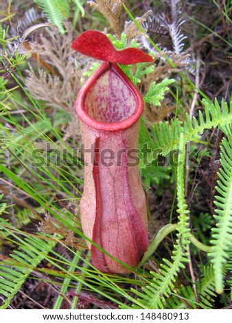 red carnivorous Pitcher Plant (Nepenthes mirabilis). cape york australia