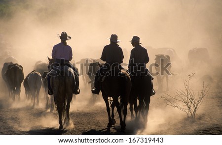 Cattle Mustering In The Dust Of Western Queensland.