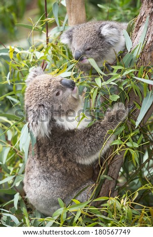koala  eating gum leaves.