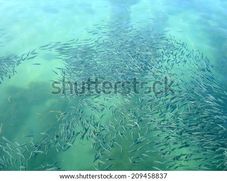 sardines in school, the Pacific Islands of Fiji.