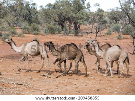 animals wild camels outback queensland