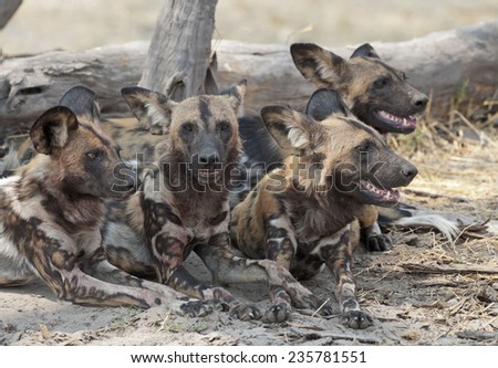 africa Botswana Okavango  delta, wild dogs