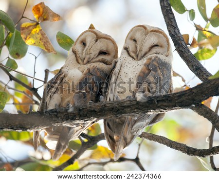 Etosha National Park Namibia, Africa , barn owls