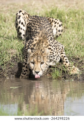 Kenya, Africa Masai Mara animals cheetah drinking