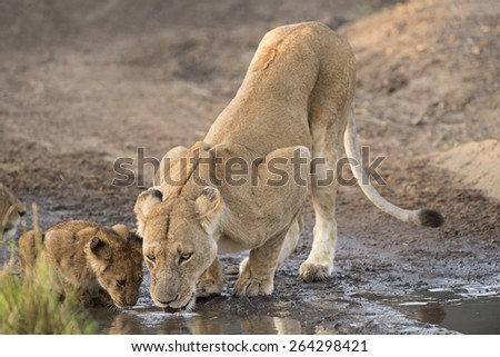 Kenya, Africa Masai Mara animals female lion with cubs drinking and playing
