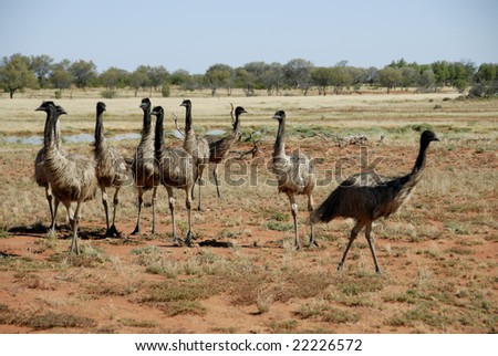 Emus in the far west of New South Wales Australia