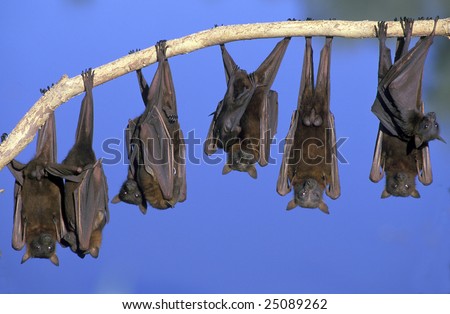 little red flying fox colony