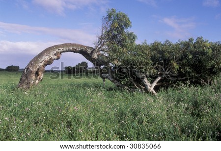 tree bent over by the wind  near Geraldton Western Australia