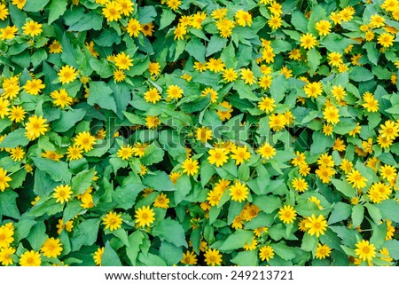 Yellow flower pattern