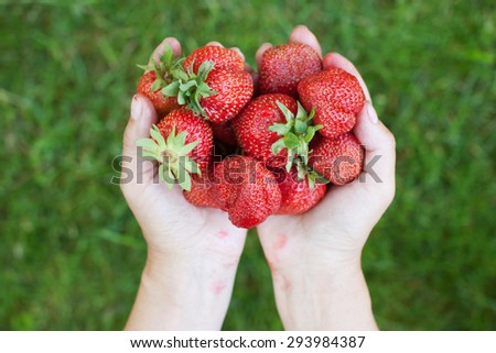 Fresh ripe strawberries in working senior old woman hands close-up