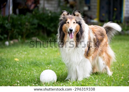 Cute rough collie dog standing on lawn near rubber ball.