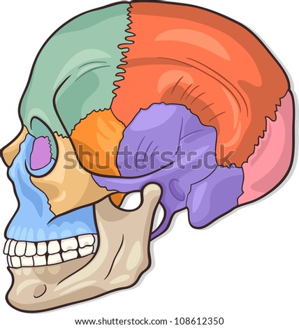 Medical Illustration Of Human Skull Bones Graphic Diagram Shutterstock