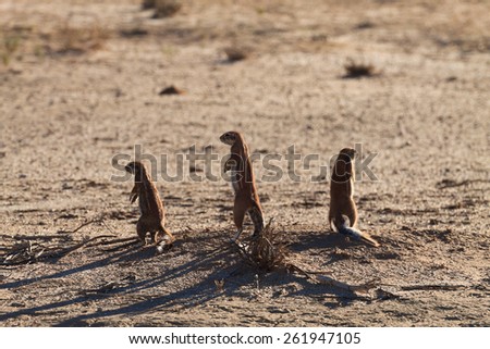 Cape ground squirrels from Kgalagadi Transfontier Park, South Africa