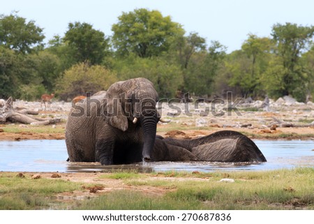 Couple of elephants playing from Etosha National Park, Namibia