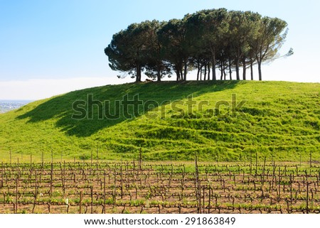 Panorama from Italian hills, lonely trees over blue sky