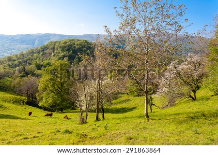 A panorama from italian hills, grass and trees, springtime