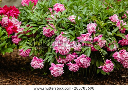 Very beautiful pink ,tender and bright flowers peonies growing in the garden in the summer with lush greenery