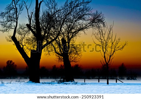 Tree Silhouette at Sunset in a Snowy Landscape