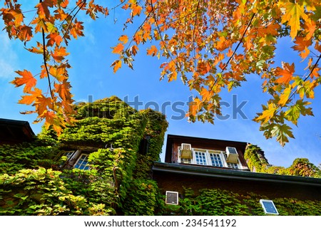 Fall foliage trees and a vine house.