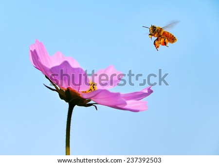 A honeybee approaching to a flower with a monster like figure.