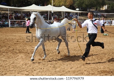 ALONIM, ISRAEL - OCTOBER 20: Handler shows off his fine Arabian horse during the 32nd National Arabian horse show and championship. 190 horses took part in Alonim, Israel, 20 October 2012