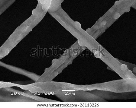 Original scanning electron microscope images of fungi mycelium and spores