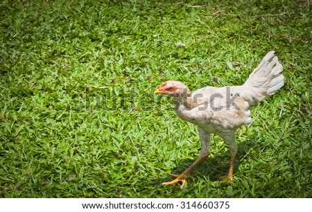 Chicken white couch teen on the grass under a tree during the day to avoid the sun. A chicken breed in Thailand