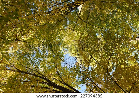 leaves of trees