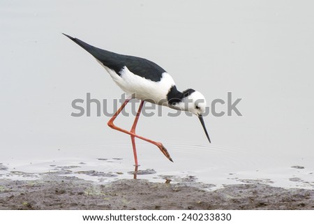 Black-Winged Stilt feeding at Hasties Swamp. Please check the remainder of the series for other background colors as they vary considerably depending on the weather and time of day.