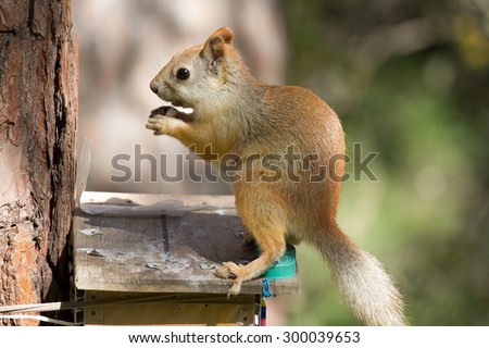 squirrel, tree, animal, sciurus, nature, mammal, grey, rodent, forest, wildlife, wild, cute, tail, park, fur, brown, green, funny, one, adorable, natural, outdoor, wood, hair, eye, furry, sitting