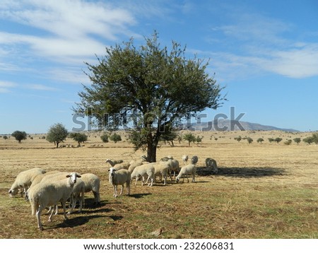Sheep pasture in Turkey.
