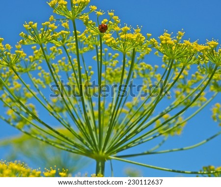 Lady beetles on yellow fennel flower