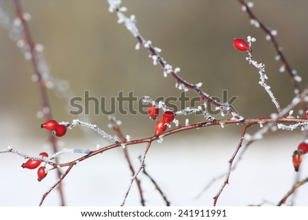 Fruit of wild rose (Rosa canina) in winter