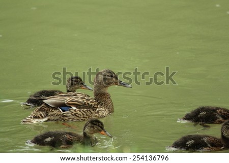 Female duck and duckling (Anas platyrhynchos)