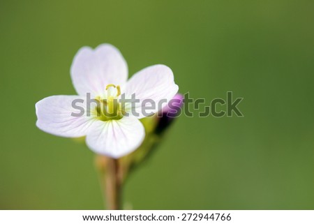 white wild flower on green background