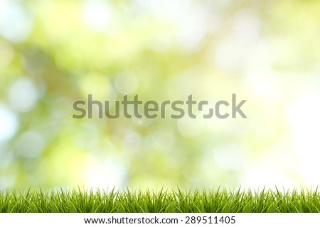 Fresh spring grass and green nature blurred background