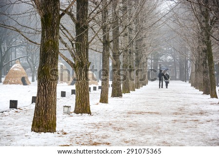 Row of dry pine trees after snow at Nami island, South Korea