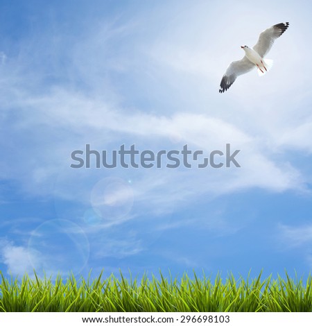 Bird fly over fresh green grass under blue sky ,clouds and sunlight of summer background