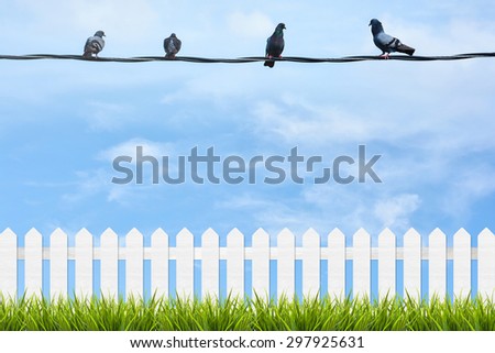 fresh green grass with white wooden fence and group of birds on wire under blue sky ,clouds and sunlight of summer background
