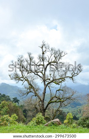 big tree with beautiful branch on the mountain under cloudy sky in spring season