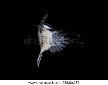 Black Capped Chickadee In Flight Black Capped Chickadee In Flight