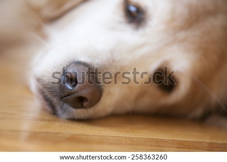 Old dog Nose