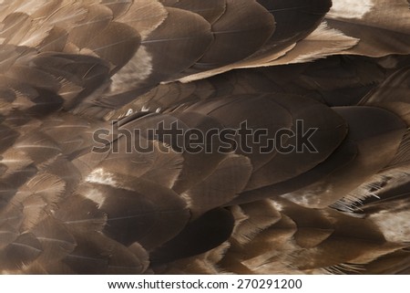 Golden Eagle Feather Texture