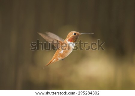 Male Ruby Throated Hummingbird In Flight