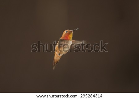 Male Ruby Throated Hummingbird In Flight