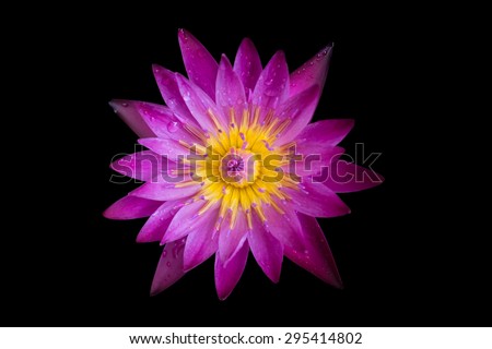 beautiful lotus blooming on black background