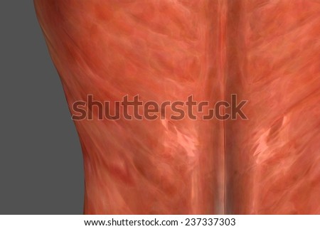 Human body muscles antomy