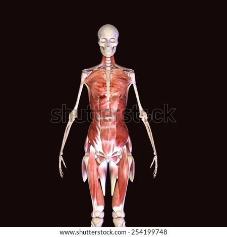 Skeleton Full Muscle Stock Photo 254199748 : Shutterstock