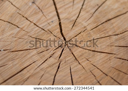 picture of fallen tree stump - trunk with annual rings